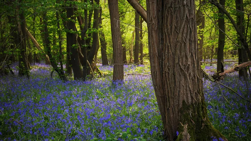 En &Icirc;le-de-France, il y a de nombreuses esp&egrave;ces. 12 000 esp&egrave;ces animales et v&eacute;g&eacute;tales sont pr&eacute;sentes &agrave; Fontainebleau ce qui est &eacute;norm&eacute;ment riche en biodiversit&eacute;.