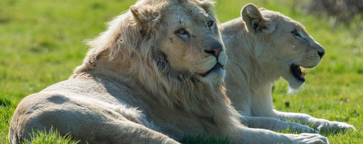, Seine-et-Marne : une fr&eacute;quentation historique durant le pont de l&rsquo;Ascension pour les parcs zoologiques