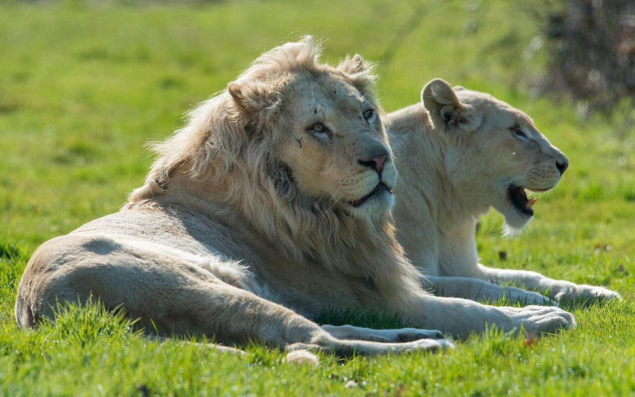 , Seine-et-Marne : une fr&eacute;quentation historique durant le pont de l&rsquo;Ascension pour les parcs zoologiques