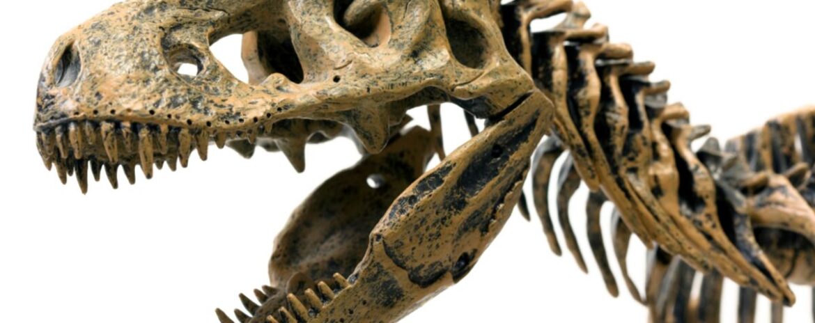 , « Vulcain », le plus grand dinosaure jamais dévoilé, s’expose en France avant une vente aux enchères historique