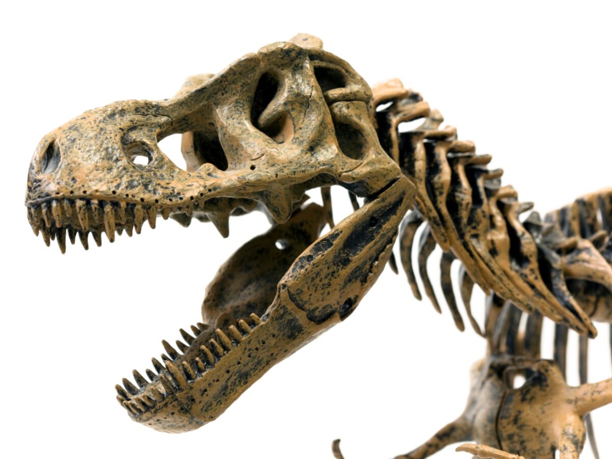 , « Vulcain », le plus grand dinosaure jamais dévoilé, s’expose en France avant une vente aux enchères historique