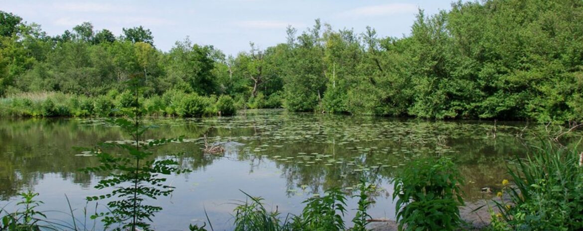 , Essonne : le marais de la Grande-Ile rouvre au public