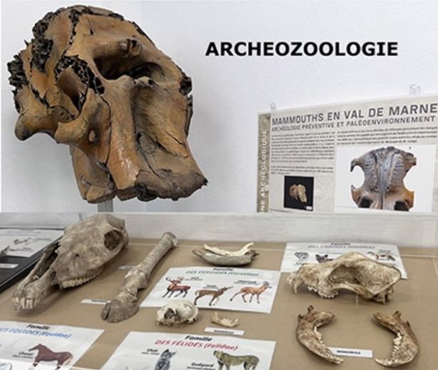 Dans la peau d’un archéozoologue.