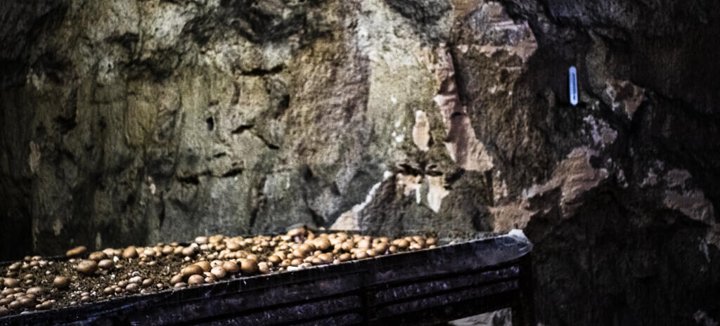 , Les champignons de Paris : histoire d’un patrimoine en danger