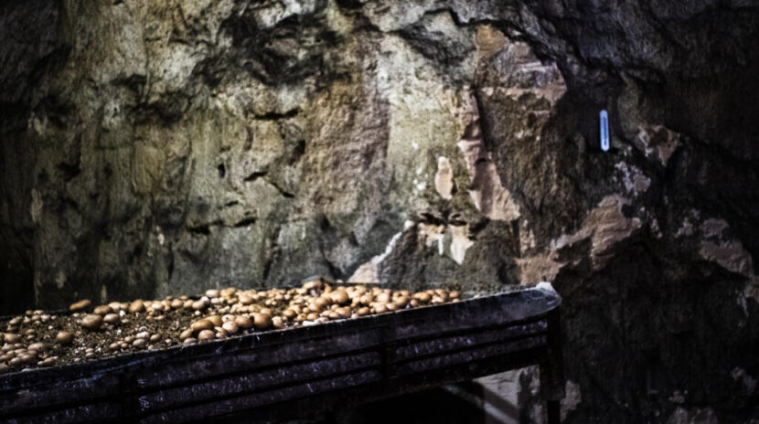 , Les champignons de Paris : histoire d’un patrimoine en danger