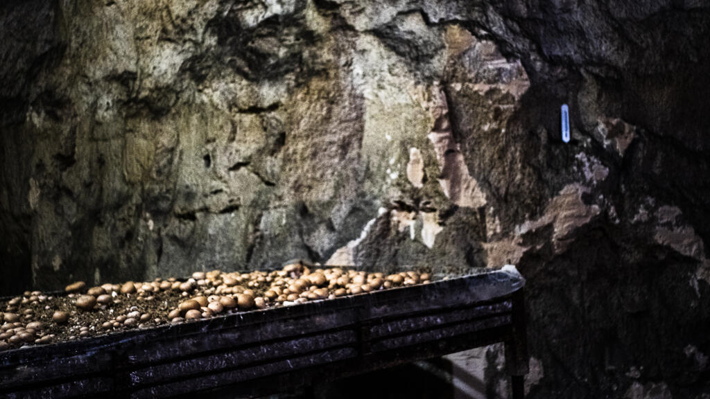 , Les champignons de Paris : histoire d’un patrimoine en danger
