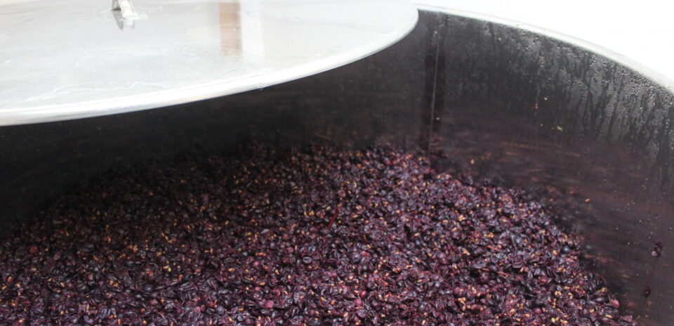 , Dans cette petite ville du Val-de-Marne, Pierre s&rsquo;est lanc&eacute; dans la fabrication de vin naturel