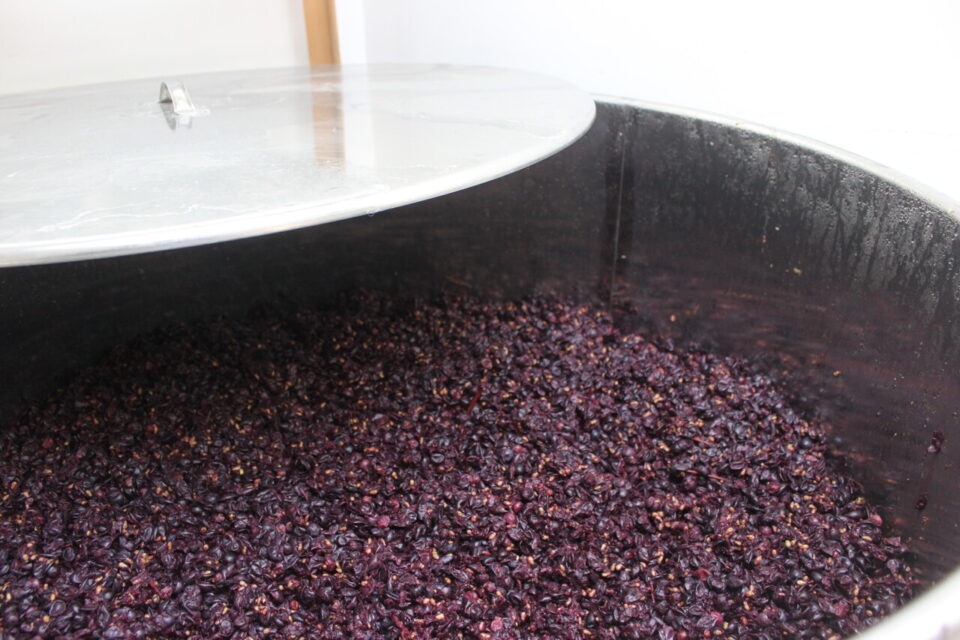 La r&eacute;colte 2024 commence sa fermentation dans sa cuve.