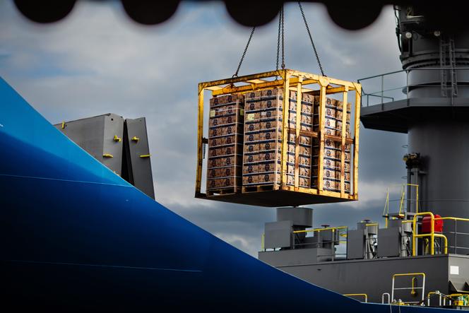 , Avec l&rsquo;importation massive de bananes, Port-Vendres aspire &agrave; devenir un &laquo; hub fruitier &raquo; r&eacute;gional
