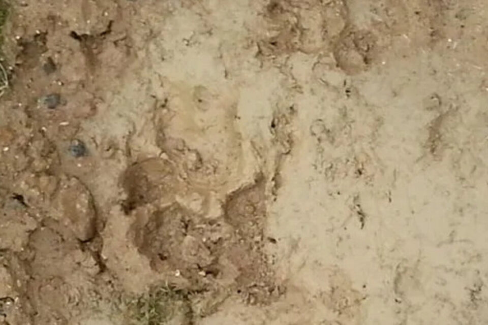 Des traces de pattes d&eacute;couvertes pr&egrave;s de l'Intermarch&eacute; de Mont&eacute;vrain avaient initialement corrobor&eacute; l'hypoth&egrave;se du tigre.