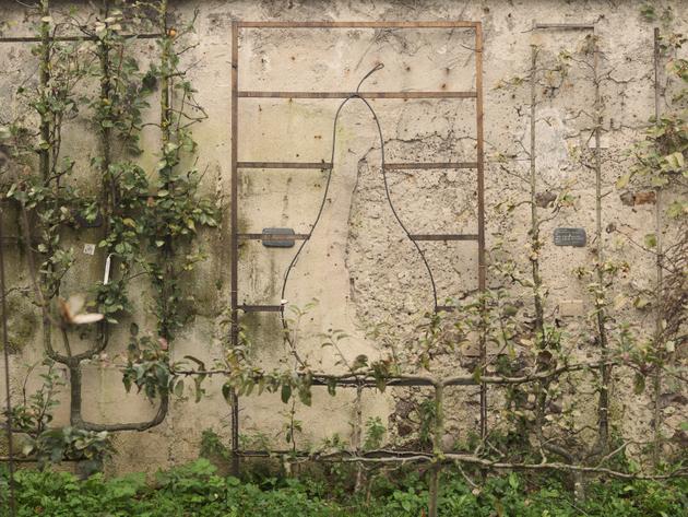 Art de la taille sur la culture en espalier des p&ecirc;ches, dans la parcelle de Patrick Fontaine, impasse Gob&eacute;tue, &agrave; Montreuil (Seine-Saint-Denis), le 26 octobre 2024.