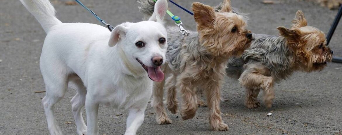 , Dans cette ville du Val-de-Marne, promener votre chien sans laisse peut vous valoir une forte amende