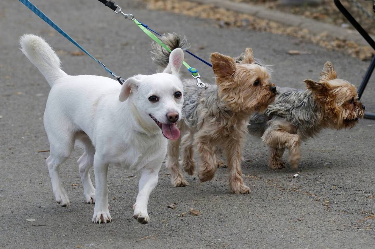 , Dans cette ville du Val-de-Marne, promener votre chien sans laisse peut vous valoir une forte amende