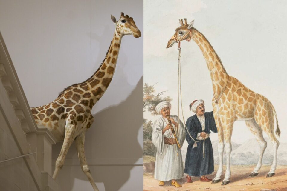 &Agrave; gauche, Zarafa la girafe expos&eacute;e au Mus&eacute;um d'histoire naturelle de La Rochelle. &Agrave; droite, une &oelig;uvre de 1827 r&eacute;alis&eacute;e par Charles Frederick de Brocktorff repr&eacute;sentant, la girafe offerte par le pacha d'&Eacute;gypte au roi du Royaume-Uni, George IV.