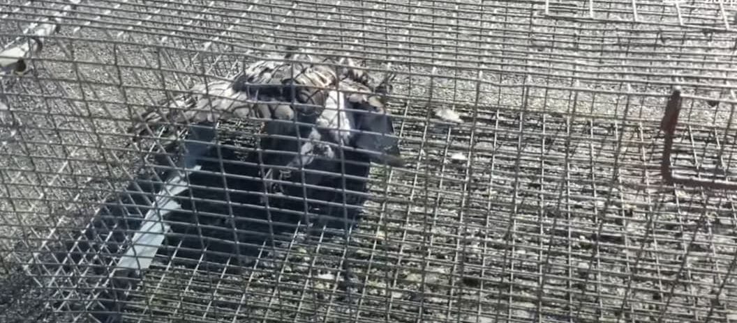 , Hauts-de-Seine: la mairie d&rsquo;Asni&egrave;res vis&eacute;e par une plainte pour actes de cruaut&eacute; contre des pigeons