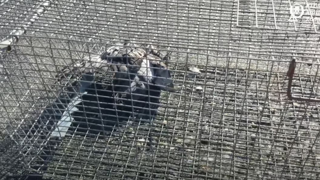 , Hauts-de-Seine: la mairie d&rsquo;Asni&egrave;res vis&eacute;e par une plainte pour actes de cruaut&eacute; contre des pigeons