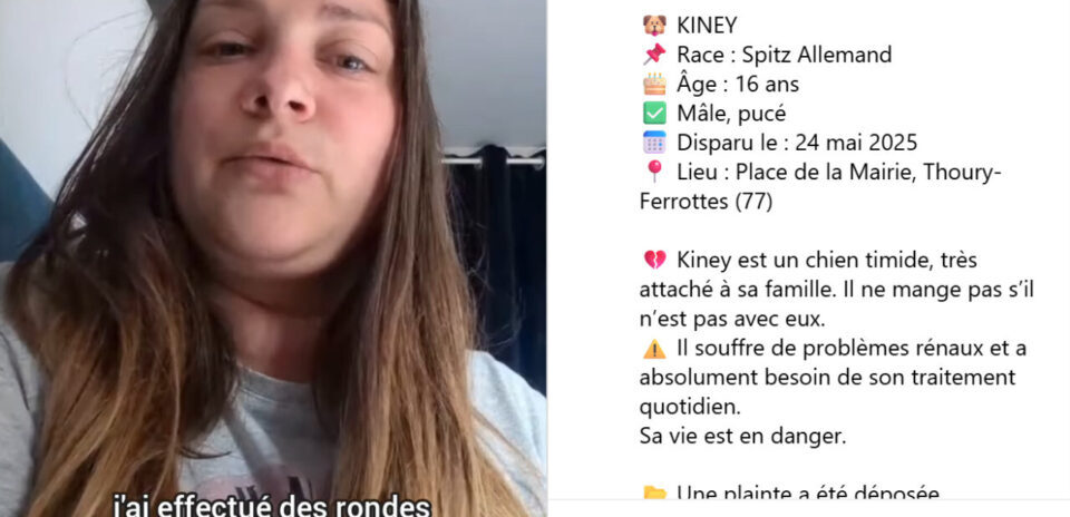 , Seine-et-Marne. « Pas juste un chien » : son appel émouvant pour retrouver Kiney, 16 ans, buzze sur Instagram