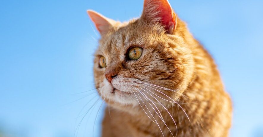 , Là où ce chat passe, les souris trépassent… L’histoire féline …