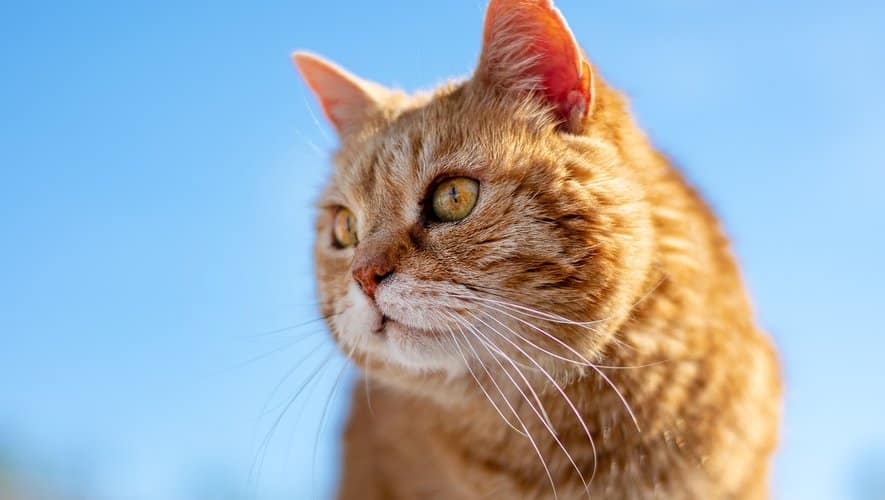 , Là où ce chat passe, les souris trépassent… L’histoire féline …