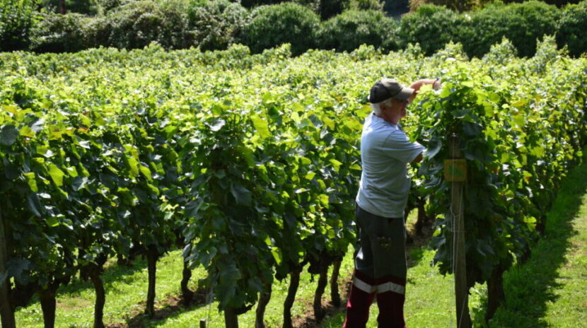 , Seine-et-Marne : dans cette ville, une vigne historique est cultivée par des passionnés chaque samedi