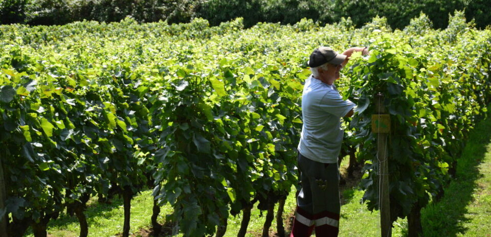 , Seine-et-Marne : dans cette ville, une vigne historique est cultiv&eacute;e par des passionn&eacute;s chaque samedi