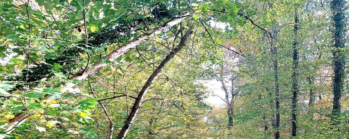 , Seine-et-Marne: la for&ecirc;t de Fontainebleau bient&ocirc;t inscrite &laquo;&nbsp;patrimoine mondial de l&rsquo;Unesco&nbsp;&raquo;
