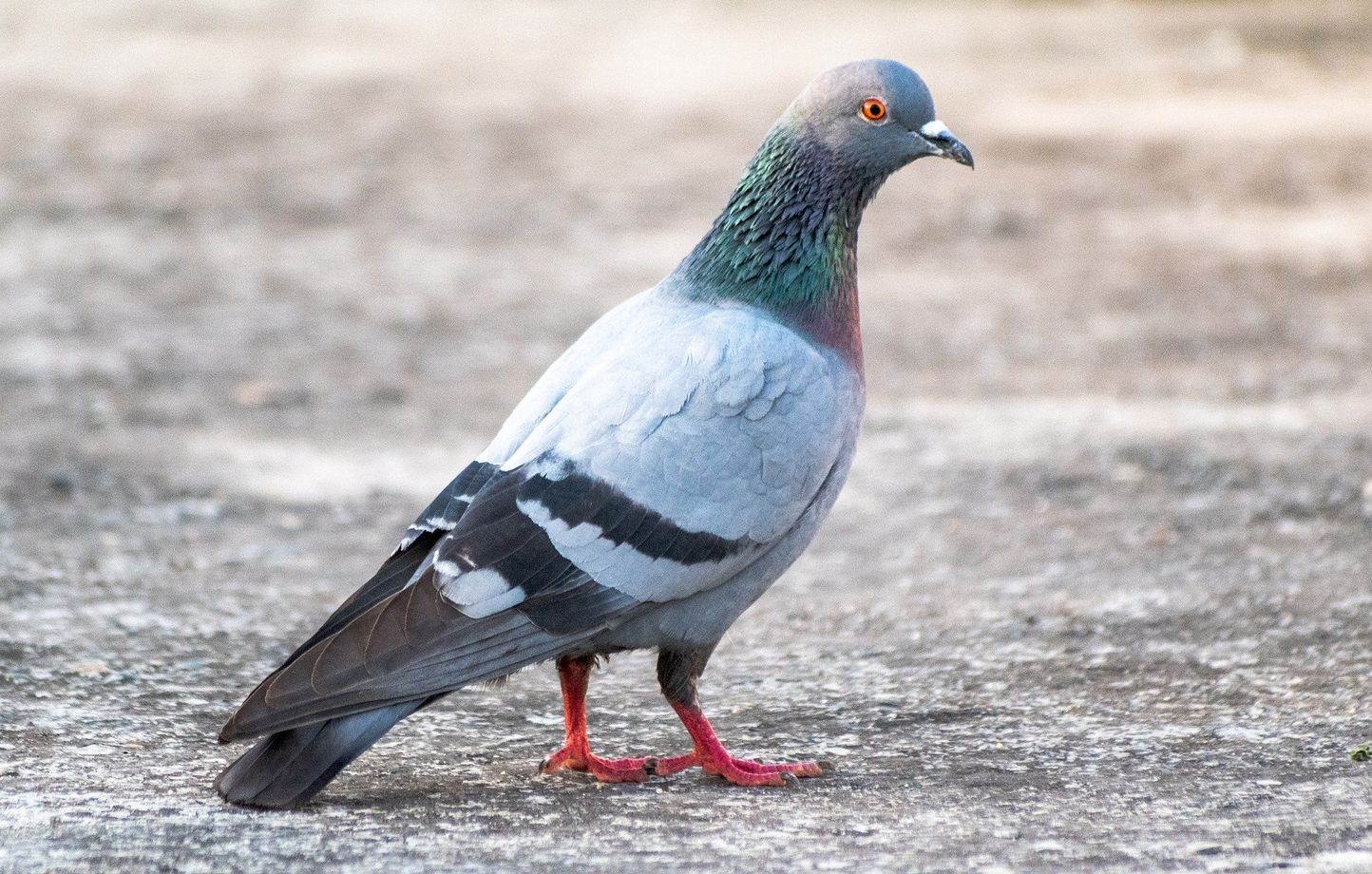 , Hauts-de-Seine : Une mairie régule sa population de pigeons avec du maïs contraceptif