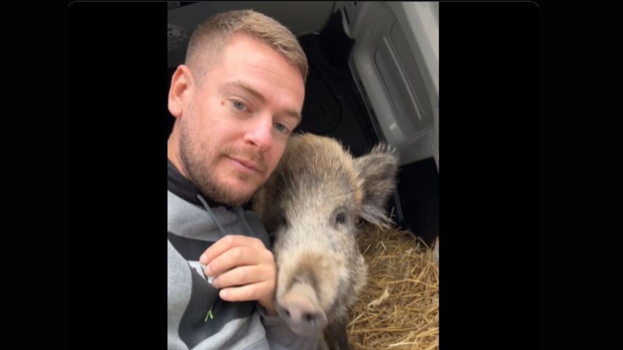 , Val-de-Marne. L&rsquo;incroyable cha&icirc;ne de solidarit&eacute; autour de Maurice, jeune sanglier &laquo;&nbsp;promis &agrave; une mort certaine&nbsp;&raquo;