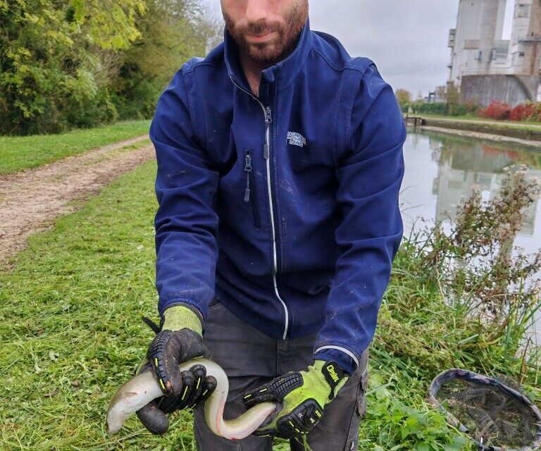 Les services de la ville de Bagneaux avait sauv&eacute; autant d'anguilles et de poissons que possible