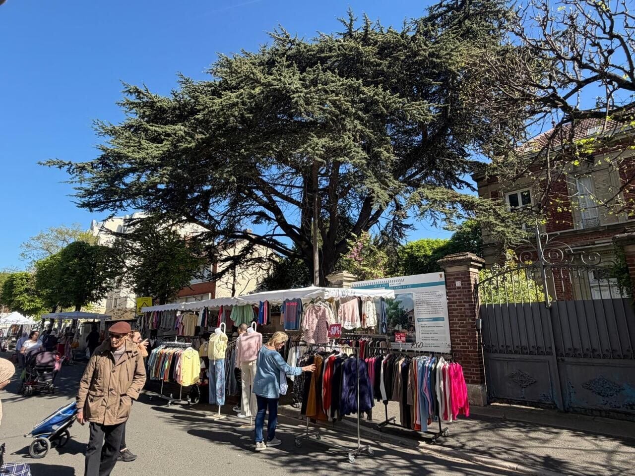 , &laquo; Je me sens d&eacute;racin&eacute;e &raquo; : dans cette ville des Yvelines proche de Paris, on se bat pour l&rsquo;arbre remarquable