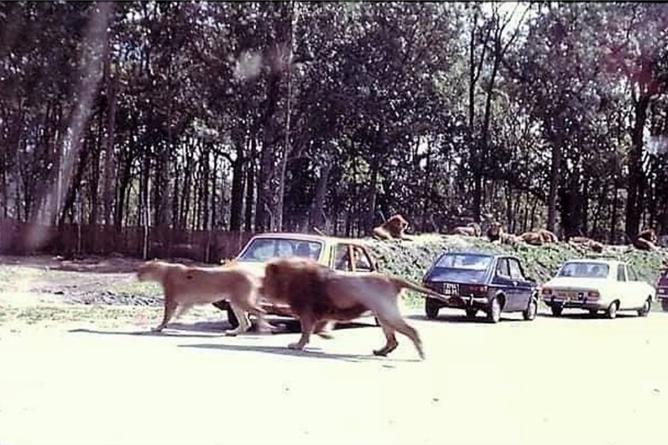 Jusqu'en 1977, les f&eacute;lins &eacute;voluaient en semi-libert&eacute; dans le parc, d&eacute;ambulant entre les voitures. En raisons de nouvelles normes de s&eacute;curit&eacute;, ils ont d&ucirc; rejoindre des enclos.